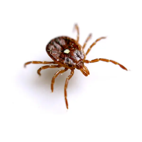 Close-up image of a brown tick species used to help identify infestations and guide effective tick pest control solutions for homes and yards.