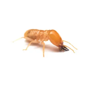 termite-2