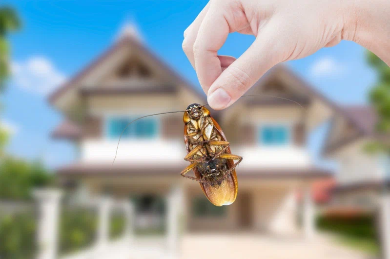 Hand holding dead cockroach outside house – professional roach control services for safe and pest-free living spaces