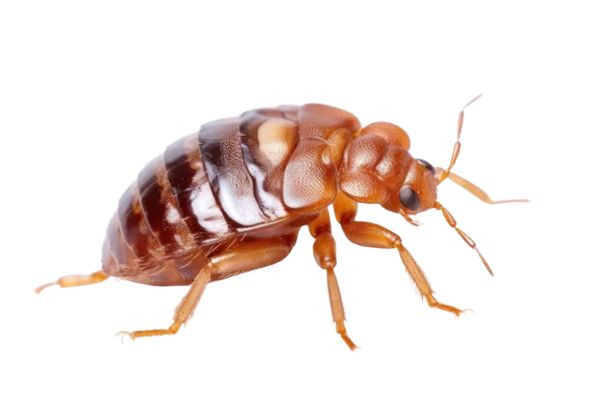 Close-up image of a bed bug highlighting infestation risks and professional bed bug pest control solutions by Perfect Pest.