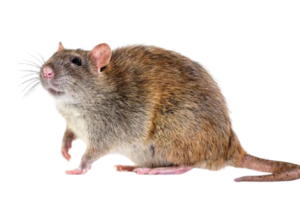 rodent