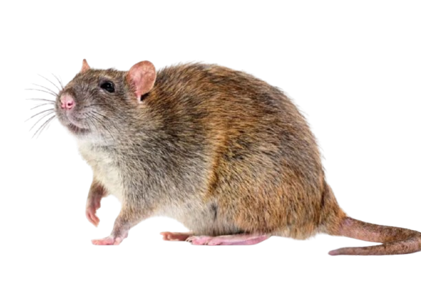 Large brown rat highlighting infestation risks and the need for rodent pest control services by Perfect Pest.