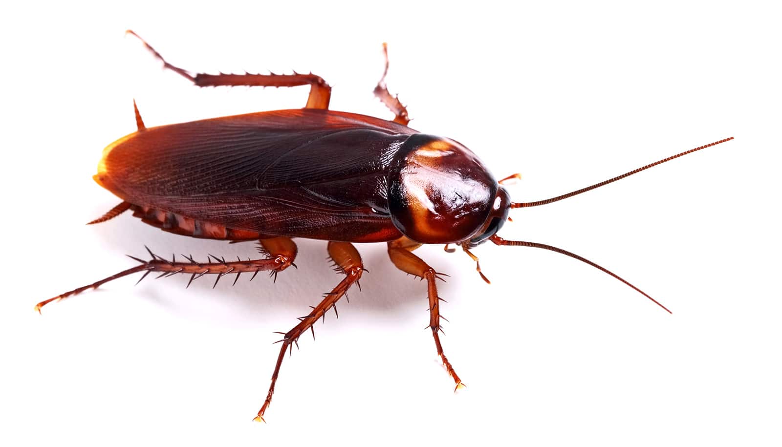 Close-up of cockroach on white background, symbolizing roach pest control and commercial extermination services.