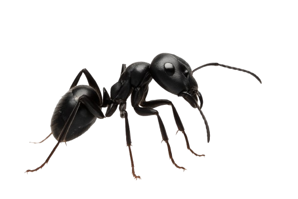 Close-up of an ant isolated on white background – expert ant control services to protect homes and businesses from infestations