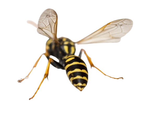 Close-up of a wasp highlighting outdoor infestation risks and professional pest control Illinois services by Perfect Pest.
