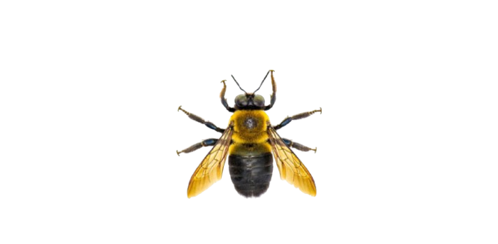 Close-up of a flying insect showing outdoor infestation risks and professional pest control Illinois services by Perfect Pest.