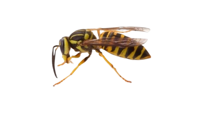 Close-up of a wasp showing sting and nesting risks requiring professional pest control Illinois services by Perfect Pest.
