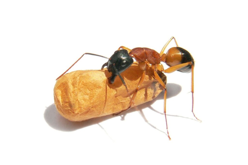 Close-up of a sugar ant carrying food – professional ant control solutions to eliminate sugar ants and protect your property.