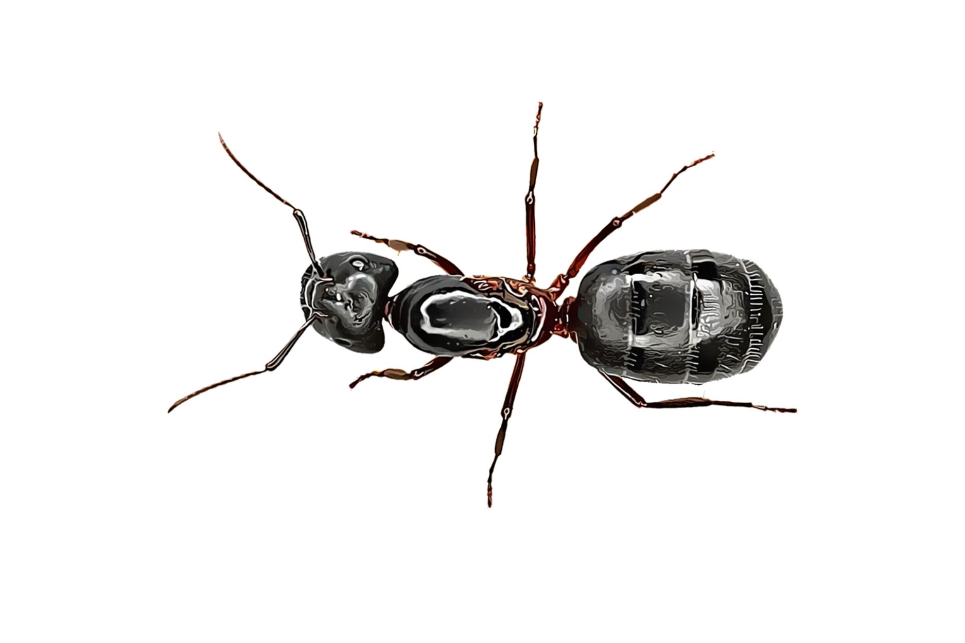 Close-up of a carpenter ant – professional carpenter ants control solutions to protect homes and businesses from infestations.