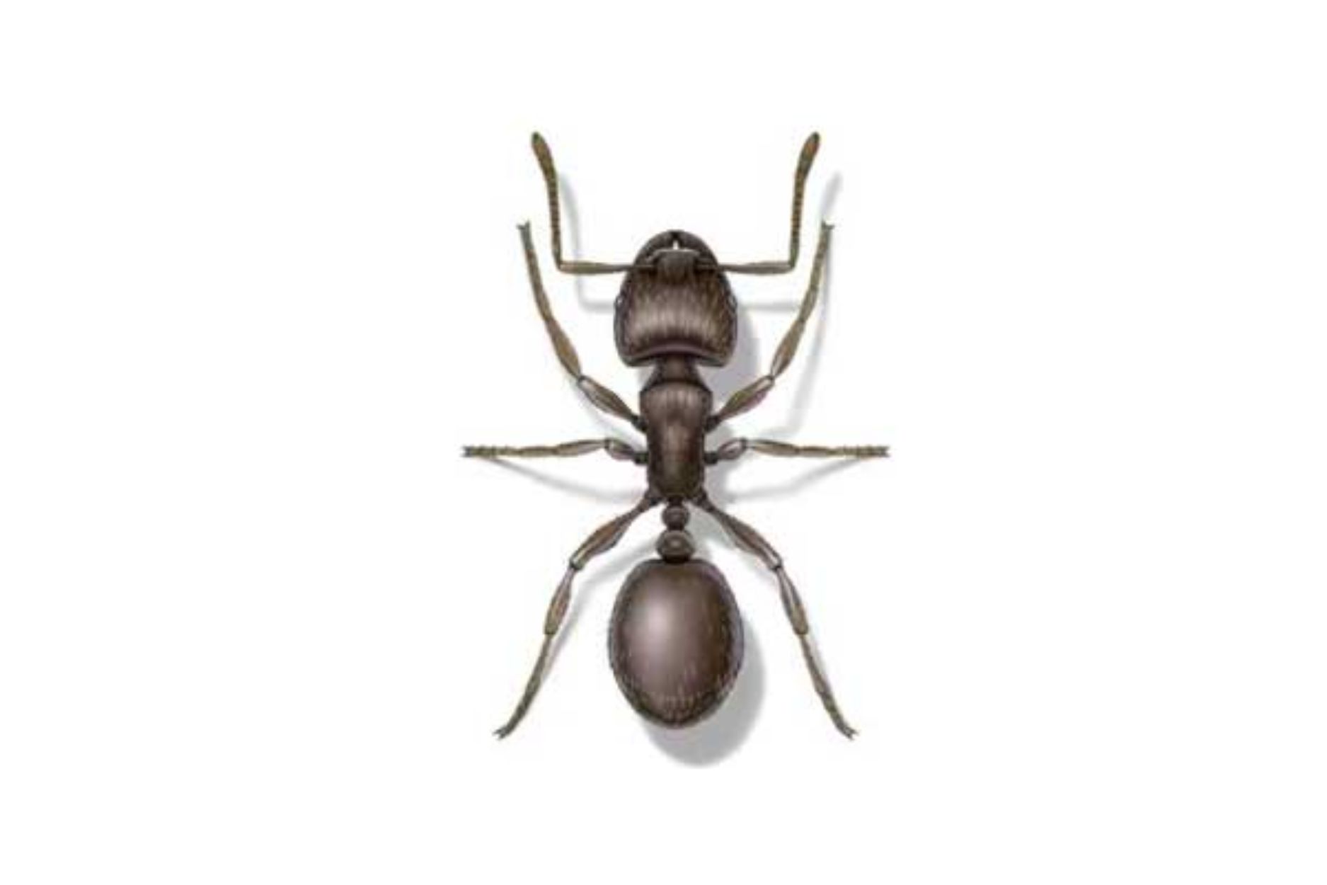 Close-up of a pavement ant – expert pavement ants control solutions to eliminate infestations and protect your property.