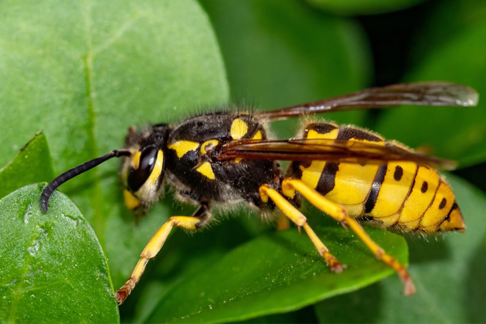 Close-up of a yellow jacket wasp on a leaf, emphasizing the importance of professional yellow jacket removal services.