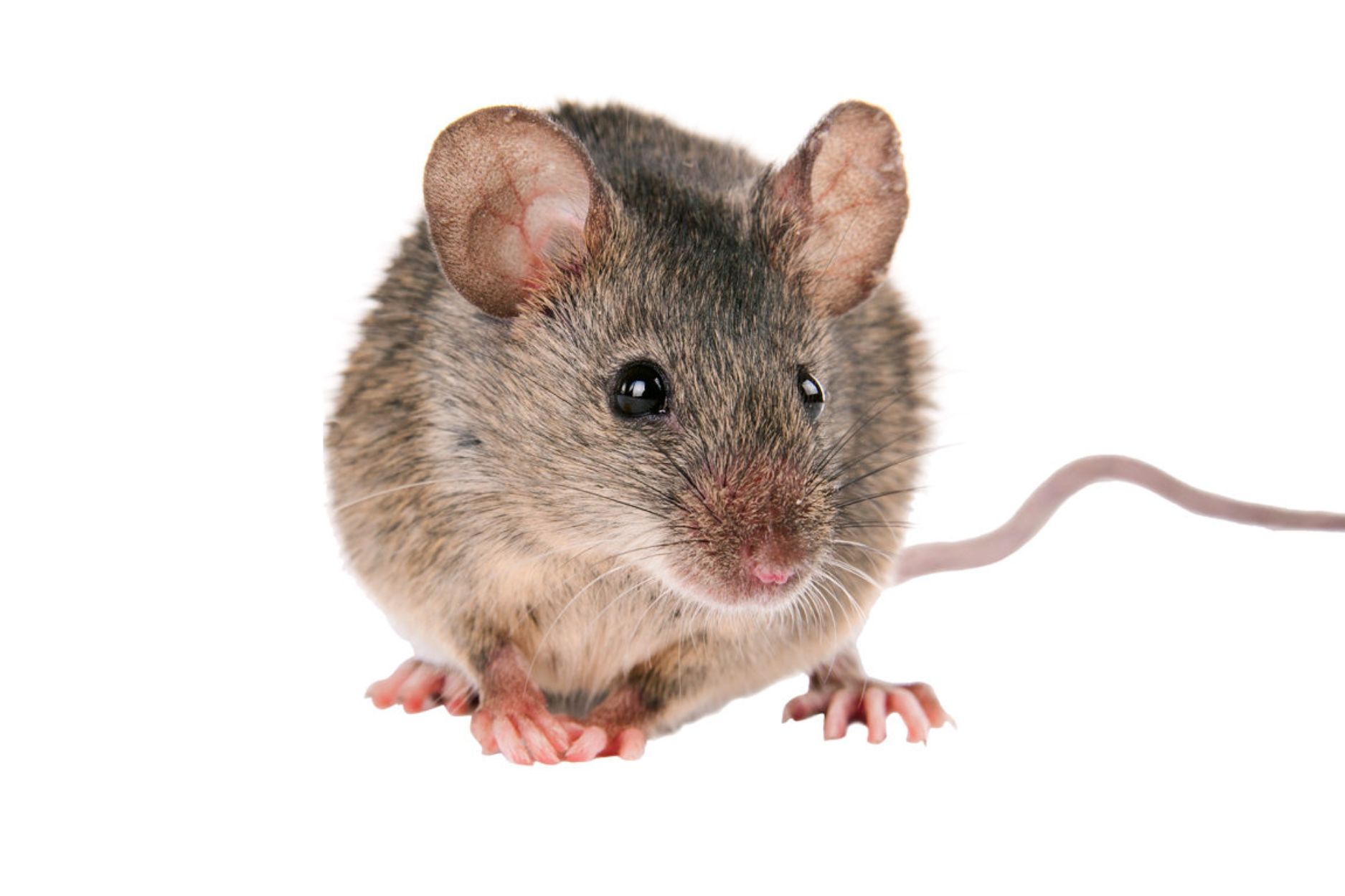 Keep your home safe from mice with expert rodent removal. Our mouse control services eliminate infestations and prevent property damage and health risks.