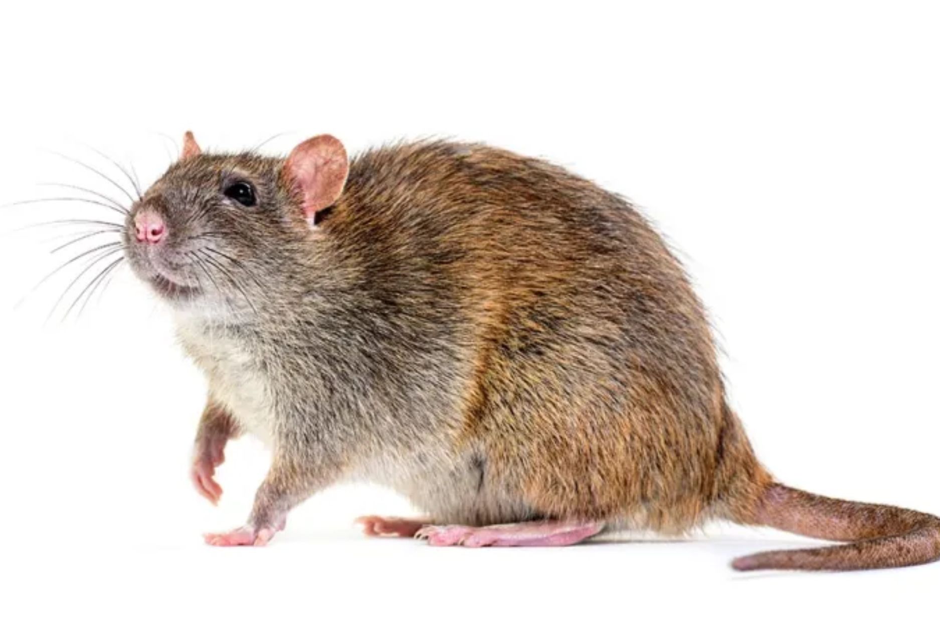 Protect your home from rats with professional rodent removal. Our expert rat control services stop infestations, prevent damage, and keep your family safe.