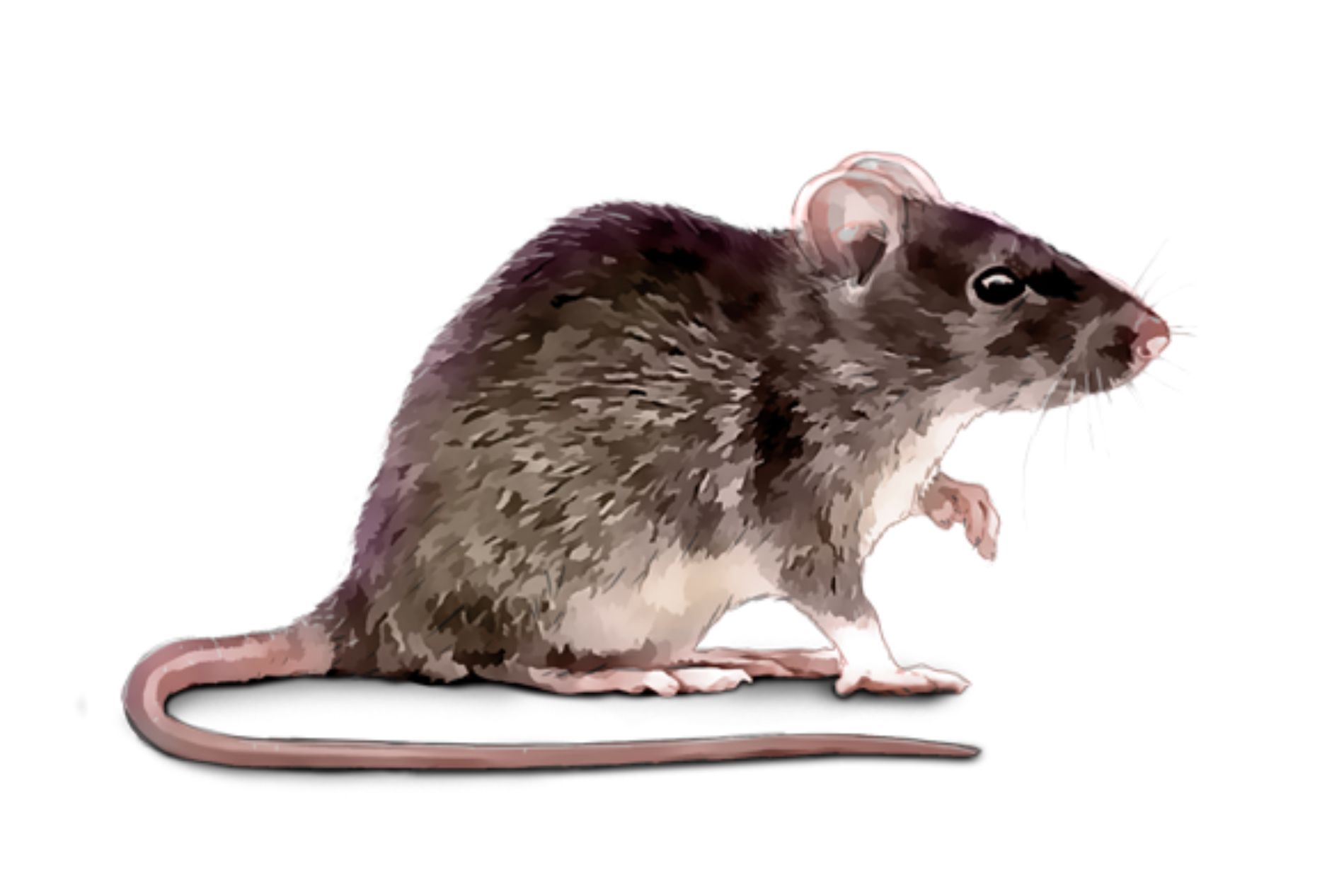 Protect your home from rats with professional rodent removal. Our expert rat control services stop infestations, prevent damage, and keep your family safe.