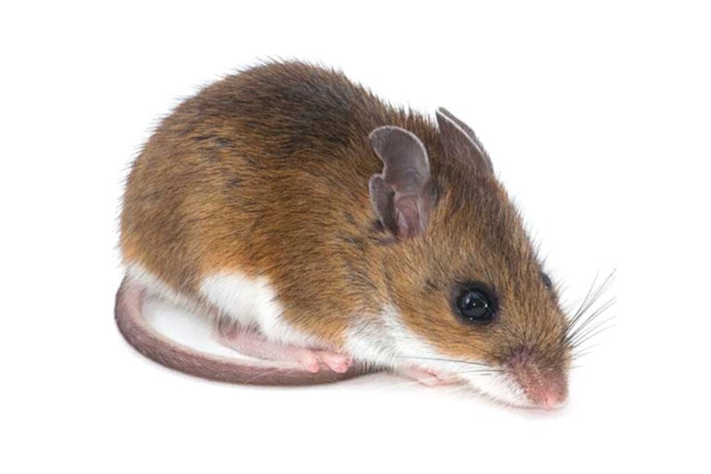 Protect your property with expert mouse control solutions. Our rodent removal services eliminate infestations, prevent damage, and safeguard your health.
