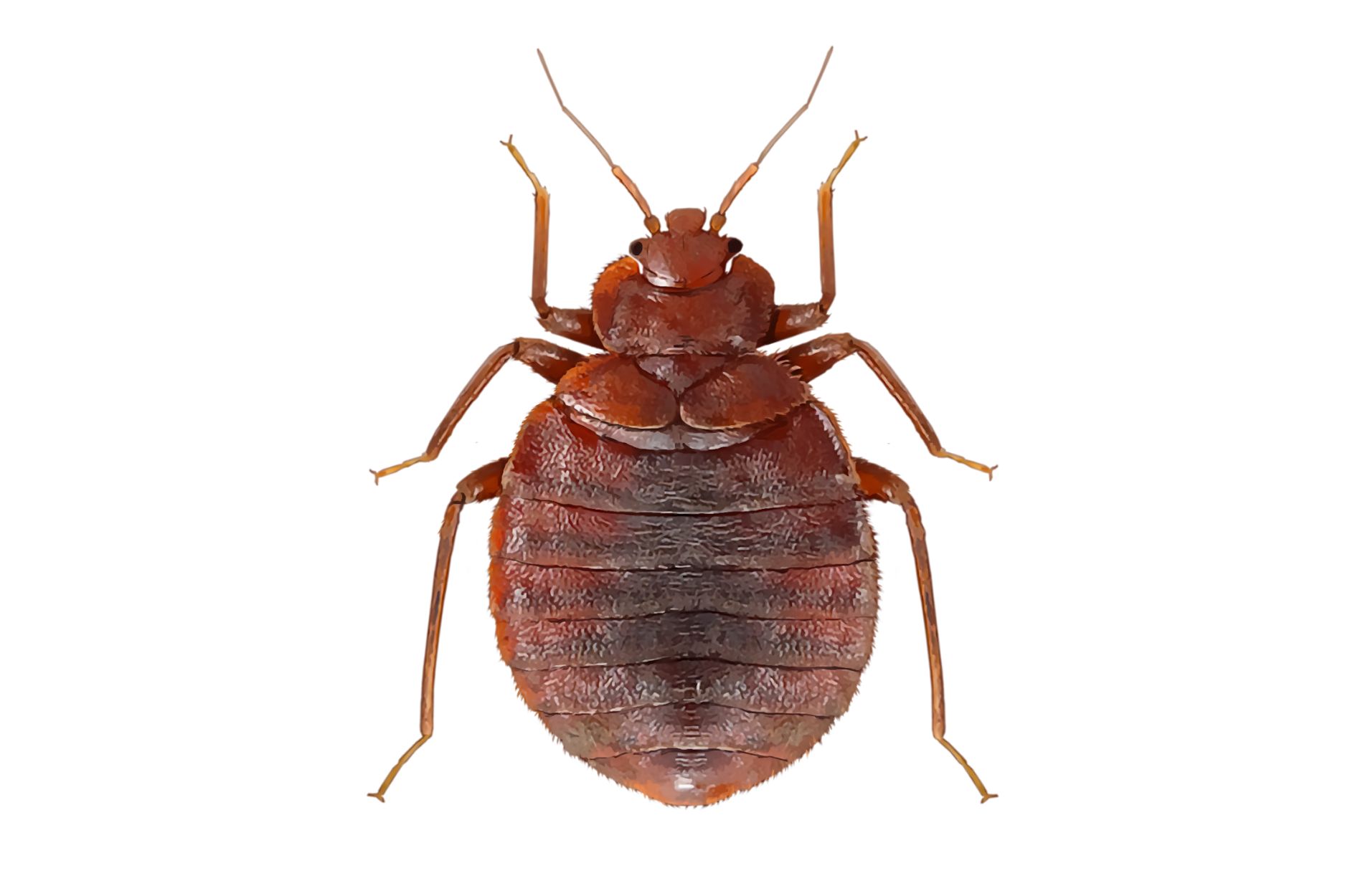 Close-up view of a bed bug, commonly targeted during bed bug removal treatments.