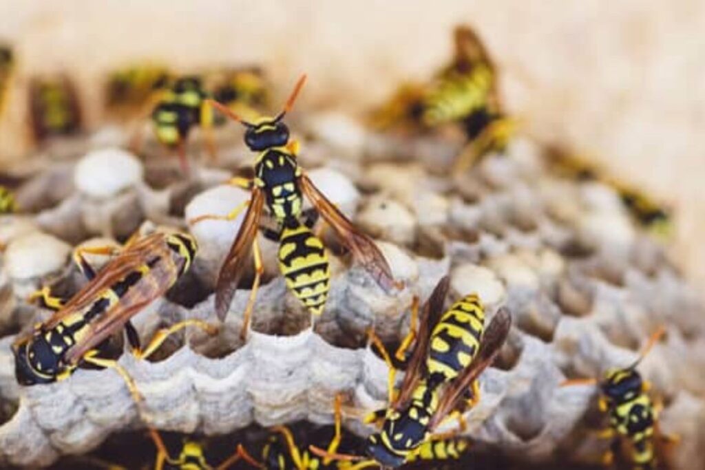 Close-up of a wasp nest with multiple wasps crawling on it, showing the need for professional wasp removal services