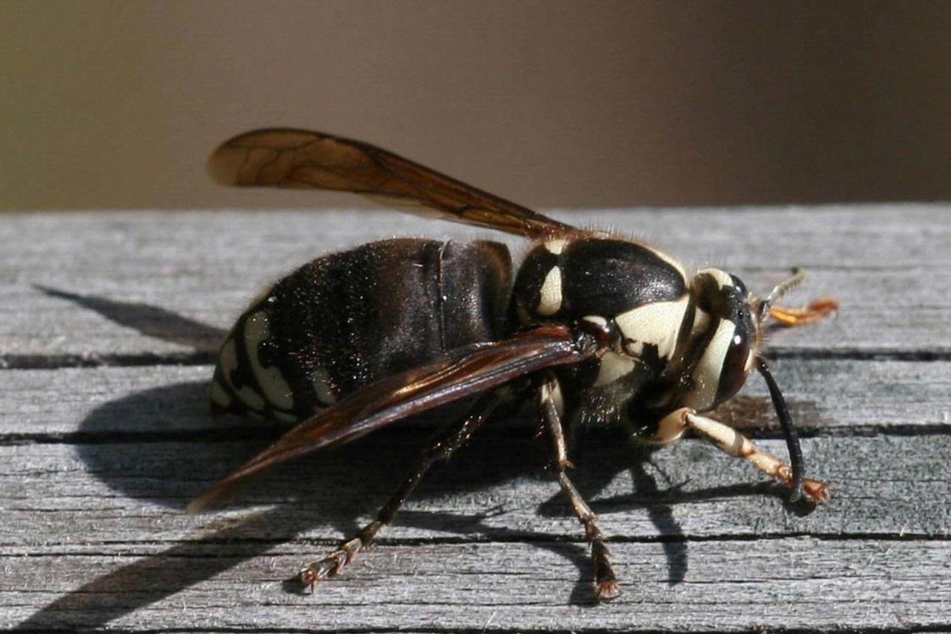 Close-up of a bald face hornet on wood surface, emphasizing the importance of professional bald face hornet removal.