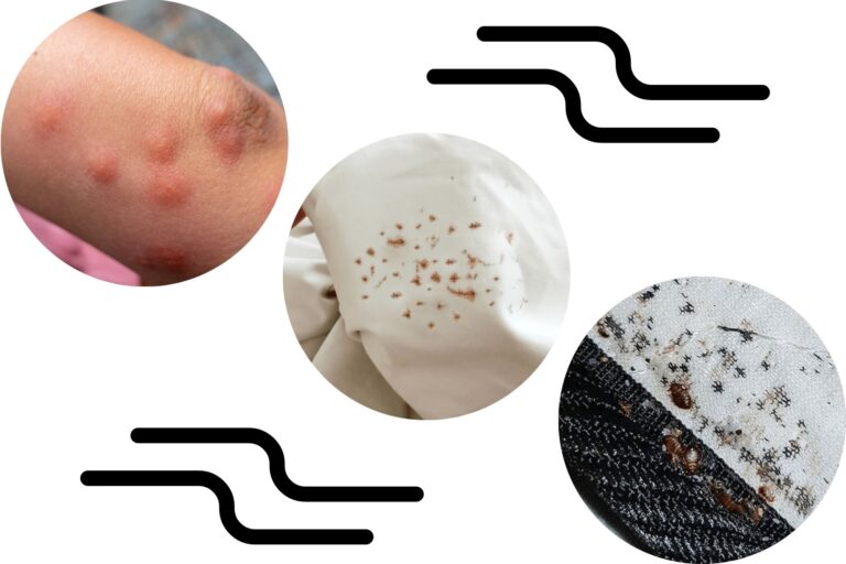 Bed bug control illustration showing bite marks on skin, stains on sheets, and bugs on mattress fabric.