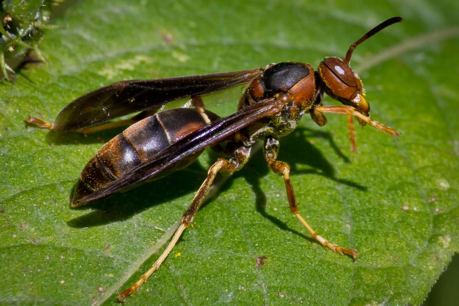 Close-up of a paper wasp on a leaf, illustrating the need for expert paper wasps removal and pest control services