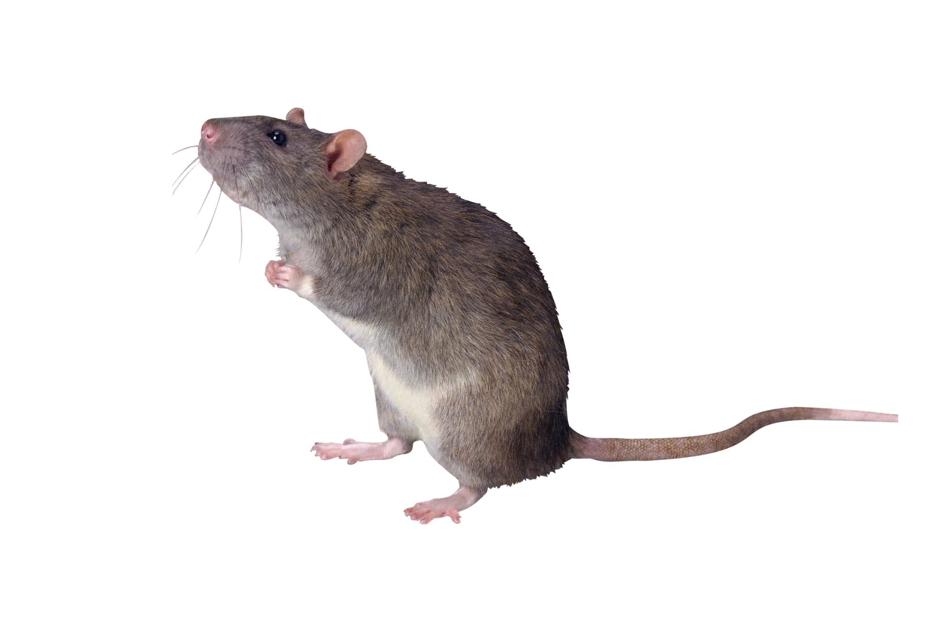Close-up of a rat representing rodent control services to protect homes from infestations and health risks.