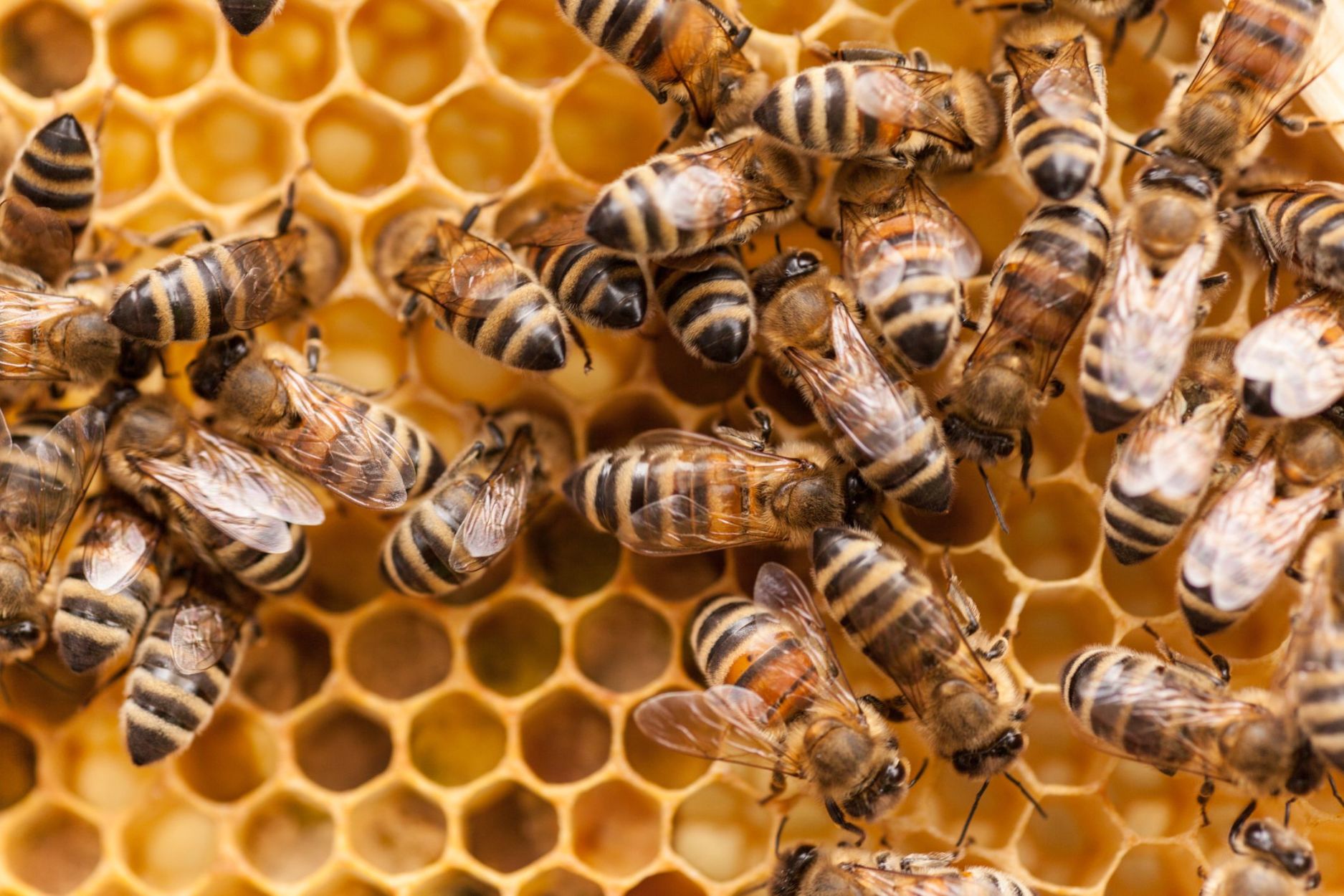Close-up of honey bees on hive comb, highlighting the need for safe and professional bee removal services.