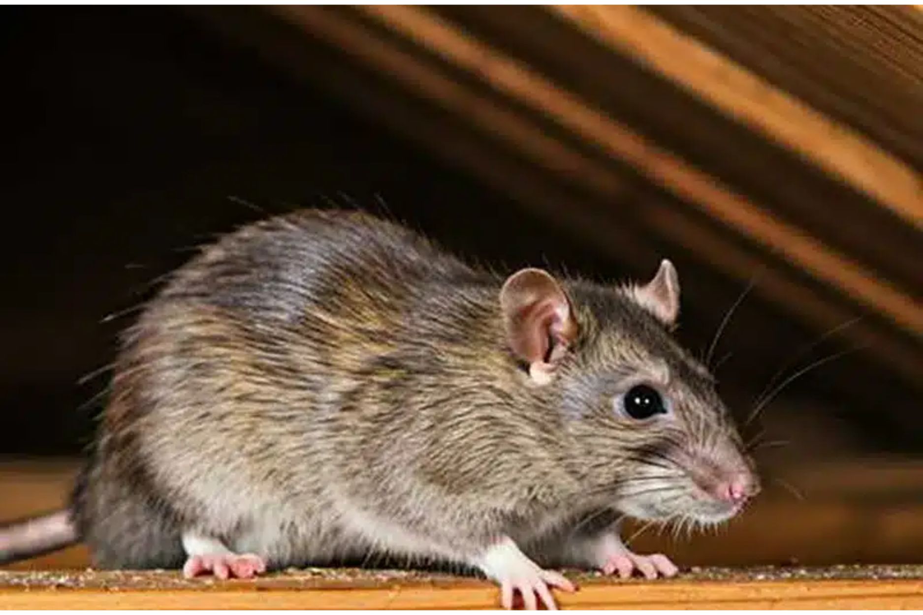 Close-up of a rat inside an attic, showing signs of infestation and the need for expert rodent control services.