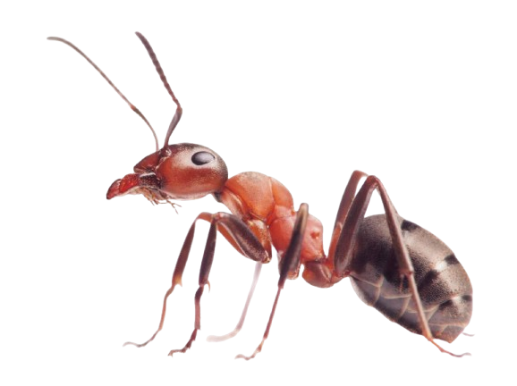 Close-up of an ant highlighting infestation risks and professional ant pest control services provided by Perfect Pest.