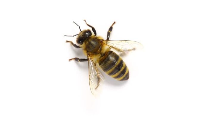 Close-up of a honeybee used by Bee Removal experts to highlight professional and eco-friendly bee control and relocation services.