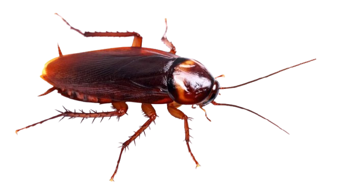 Close-up of a cockroach showing infestation dangers and professional pest control Illinois services by Perfect Pest.