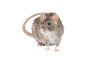 rodent 1