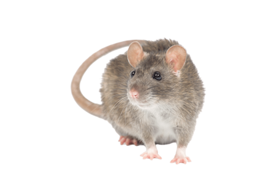 Close-up of a rat highlighting health risks and the need for pest control Illinois services by Perfect Pest.