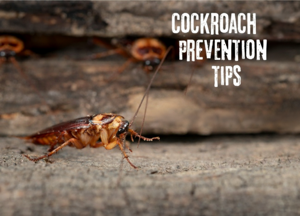 Image of cockroaches on wood surface with text “Cockroach Prevention Tips,” promoting Perfect Pest’s prevention guide.