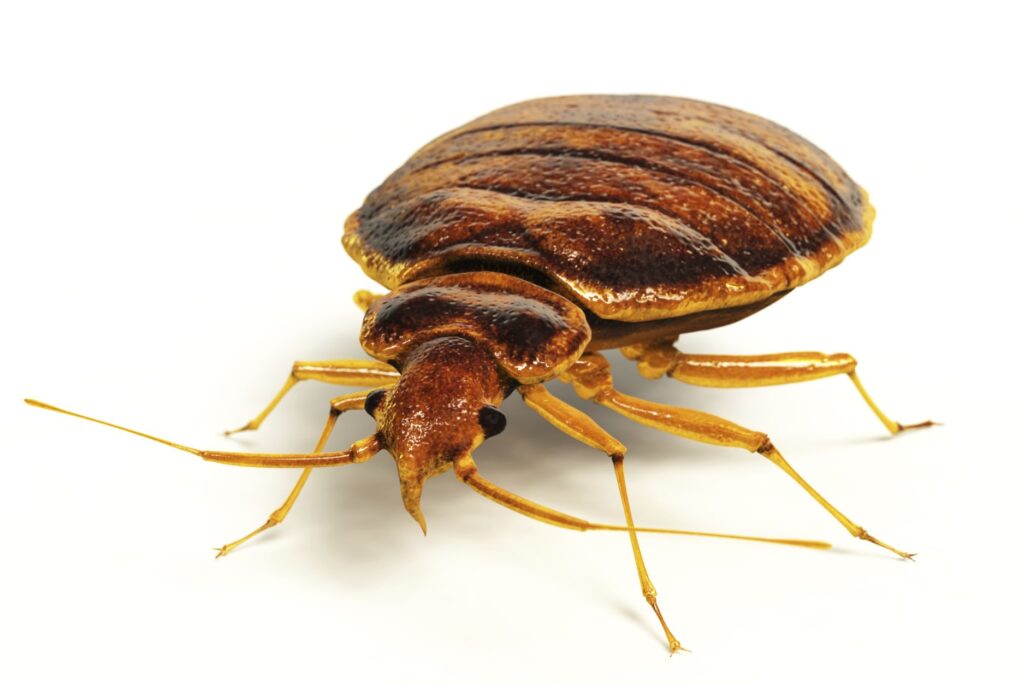 Close-up image of a bed bug used by Bed Bug Treatment Oak Brook to show professional pest identification and removal service.