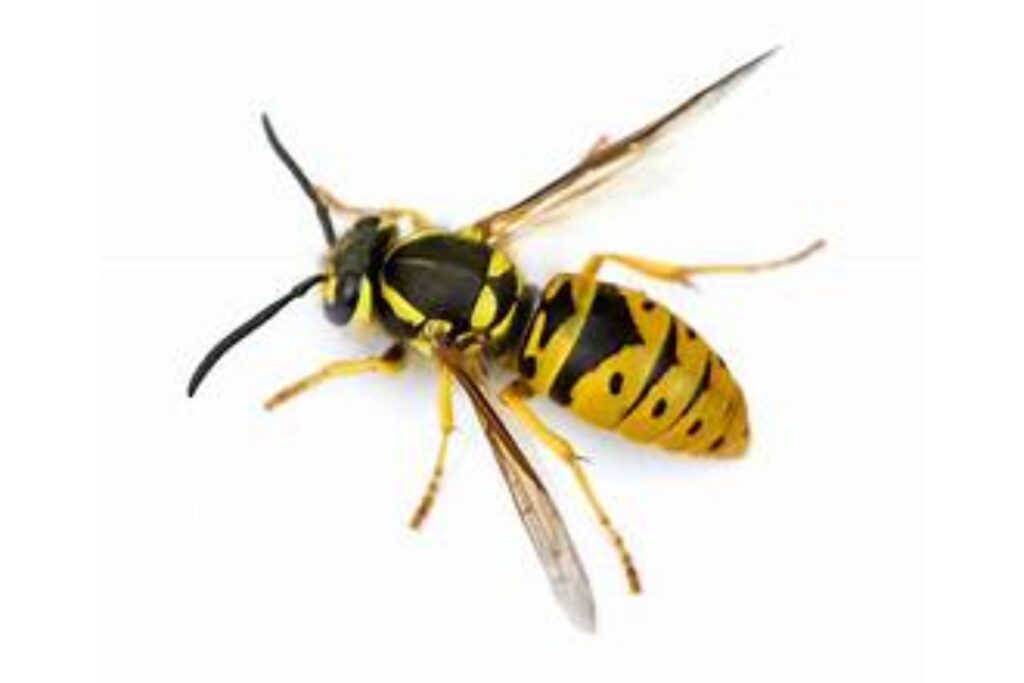 Close-up image of a yellow and black wasp used by Wasp Removal Oak Brook to highlight expert stinging insect control services.