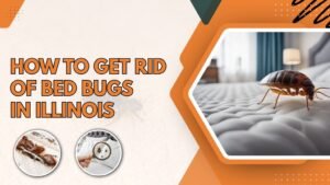 Infographic showing tips on eliminating bed bugs in Illinois, featuring images of bed bugs on a mattress, a magnifying glass highlighting a bed bug, and close-up views of bed bug infestations.