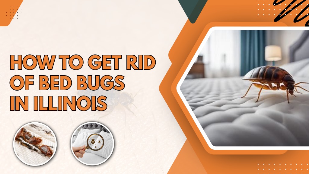 Infographic showing tips on eliminating bed bugs in Illinois, featuring images of bed bugs on a mattress, a magnifying glass highlighting a bed bug, and close-up views of bed bug infestations.