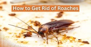 Close-up of a cockroach on a dirty surface with food crumbs. The image is an instructional visual for roach control.