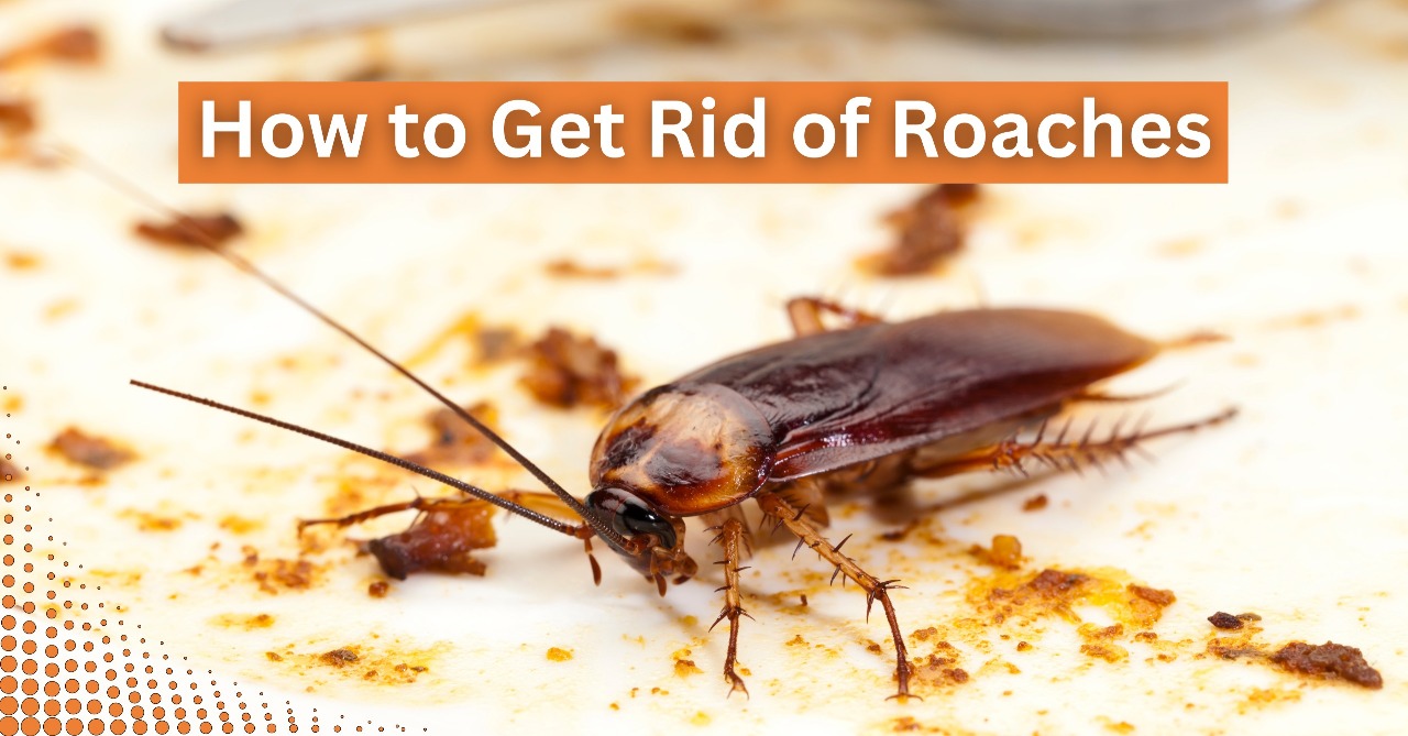 Close-up of a cockroach on a dirty surface with food crumbs. The image is an instructional visual for roach control.