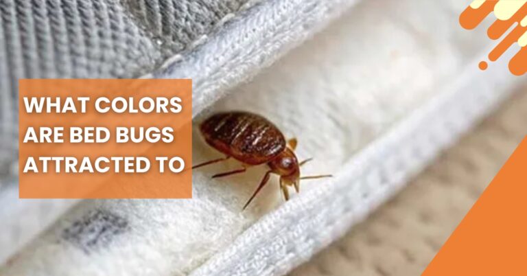 A very close-up image of a bed bug (reddish-brown, oval-shaped insect) crawling on the light seam of a mattress. An orange text box asks, "WHAT COLORS ARE BED BUGS ATTRACTED TO."