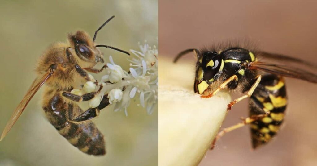 Side-by-side photo of a honey bee and a wasp, illustrating proper identification for professional bee and wasp removal services