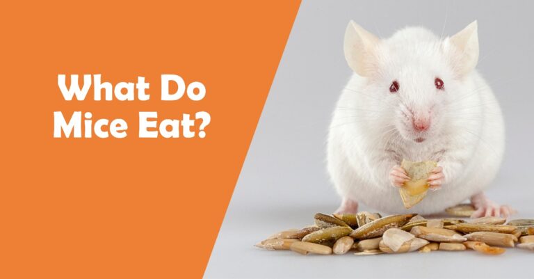 Perfect Pest infographic showing a white mouse eating seeds with text asking, “What Do Mice Eat?” on an orange background.