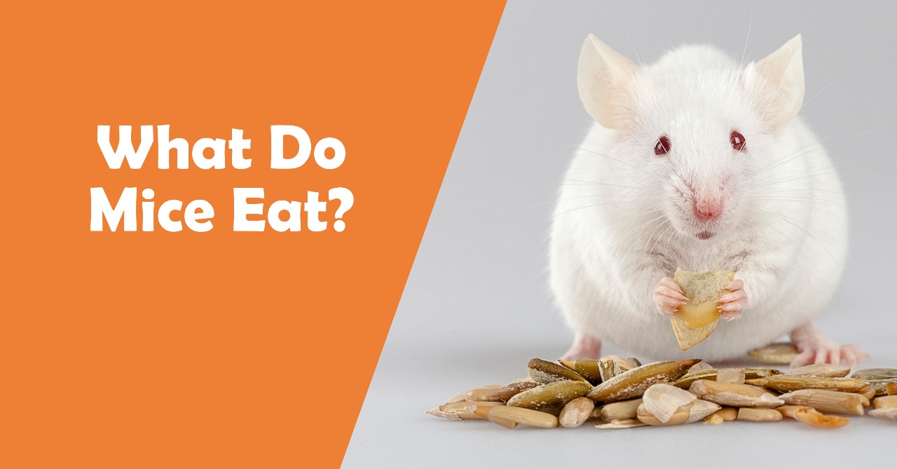 Perfect Pest infographic showing a white mouse eating seeds with text asking, “What Do Mice Eat?” on an orange background.