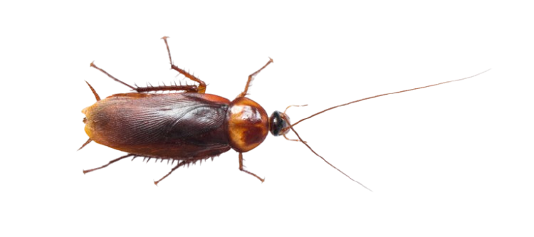 Close-up of a cockroach showing infestation risks and the need for professional roach pest control by Perfect Pest.