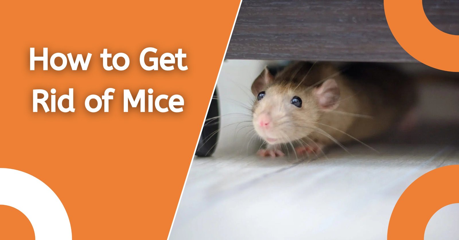 Learn practical and effective ways to get rid of mice in your home, including prevention tips, safe removal methods, and steps to keep rodents from returning.