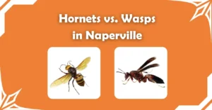 Comparison graphic showing a hornet and a wasp side by side, used to highlight the visual differences between hornets and wasps in Naperville.