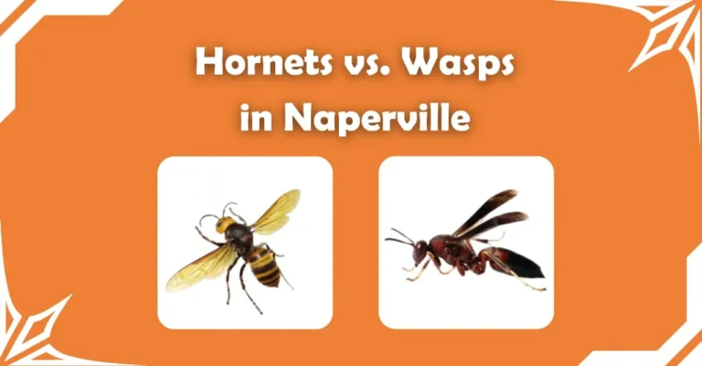 Comparison graphic showing a hornet and a wasp side by side, used to highlight the visual differences between hornets and wasps in Naperville.