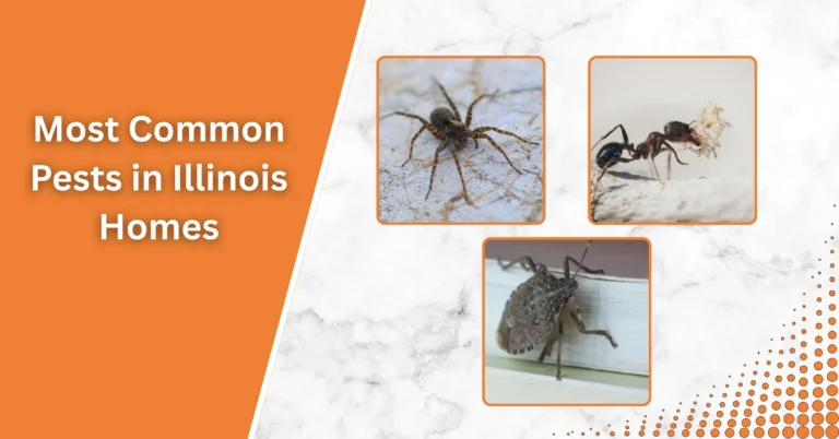 Infographic showing common household pests in Illinois, including a spider, ant, and stink bug on a split orange and marble background.
