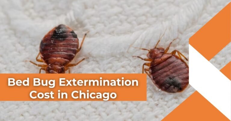 Close-up image of two bed bugs on a white fabric surface illustrating bed bug extermination cost concerns in Chicago.
