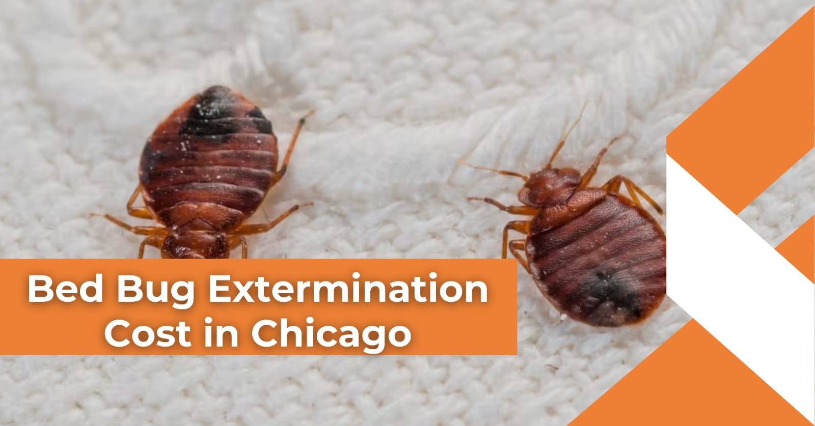 Close-up image of two bed bugs on a white fabric surface illustrating bed bug extermination cost concerns in Chicago.